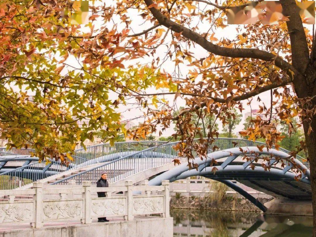 官宣|高校“官宣”秋景来了，有你的校园记忆吗？