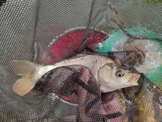 鱼一般多少度不进食 b77b4c7b07e0423b8c8cdfe88ef4be05.jpeg