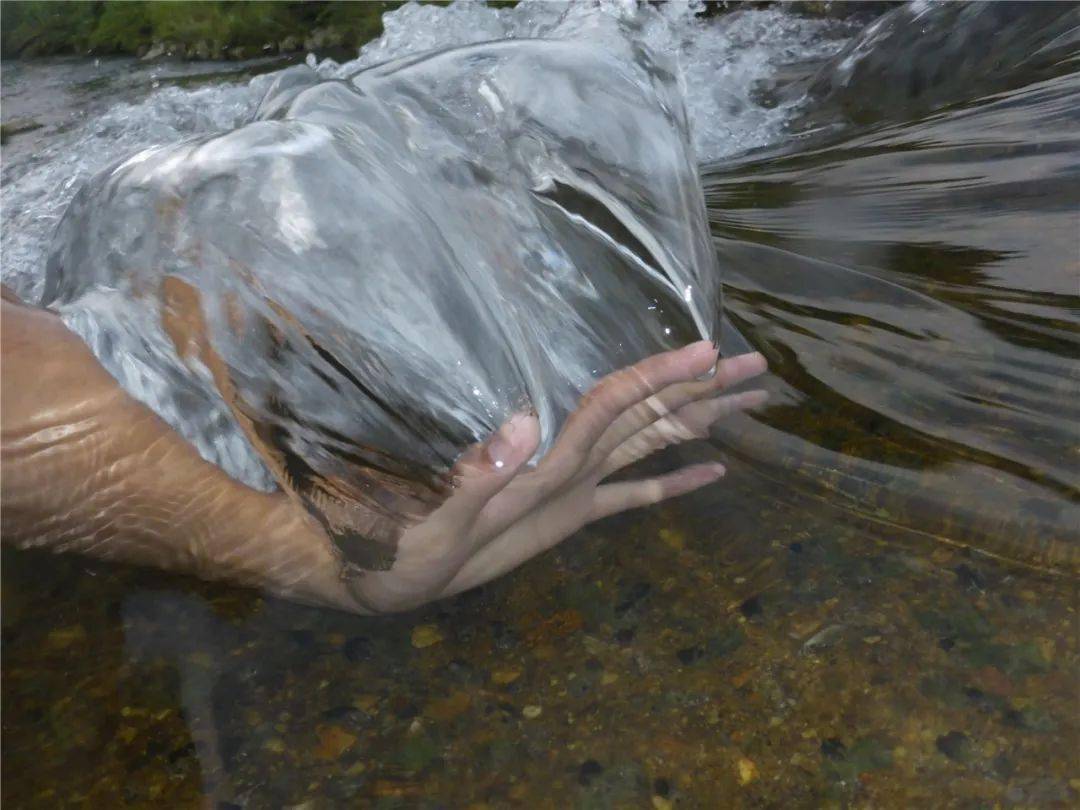 梦见蛇虾，潜意识的隐喻与心灵深处的启示