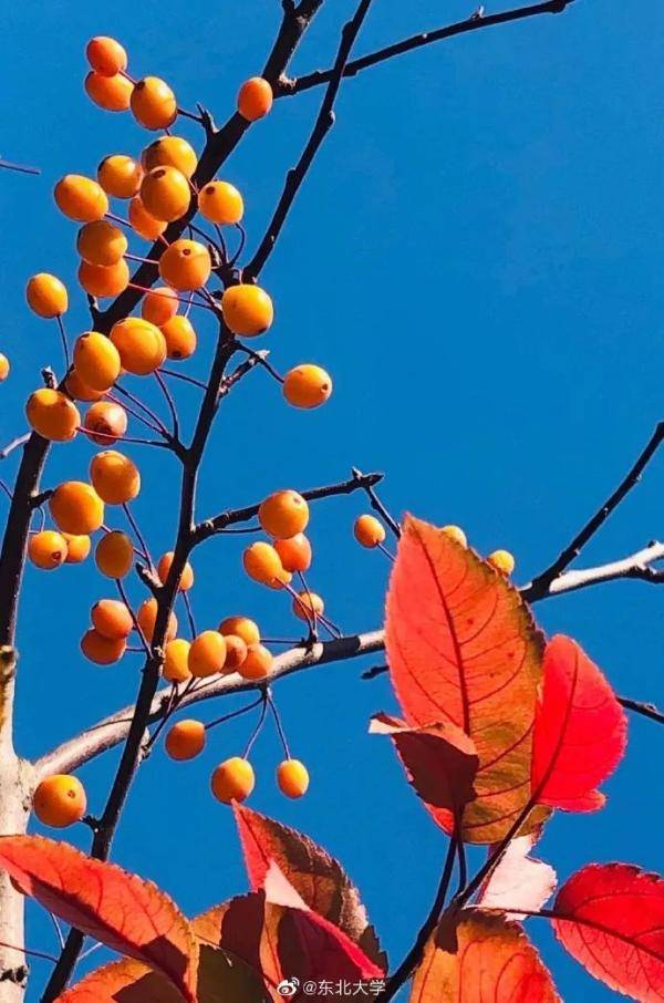 秋景大|高校秋景大赏丨想在春天种下一片色彩 在秋天送给你