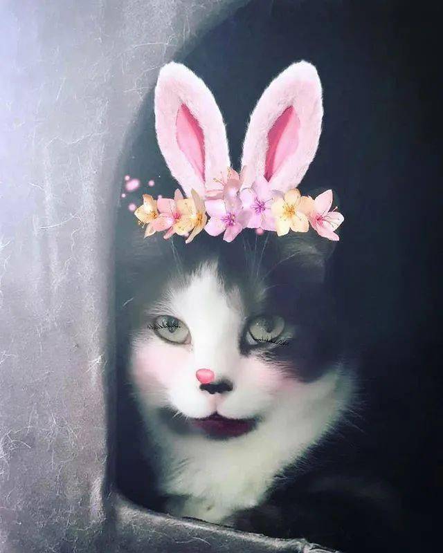 怎么养猫才不会死 e8f7df4fba134b2593867864804a118d.jpeg