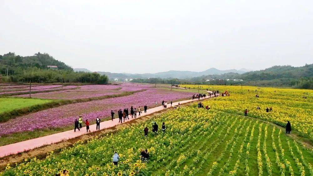 杨滩九房:千亩花海竞相开绽放