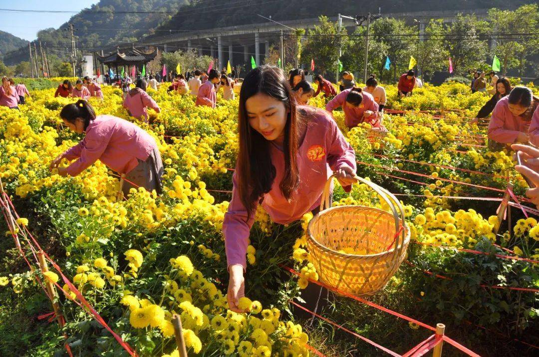 婺源有个"菊花村",芳香四溢醉游人!