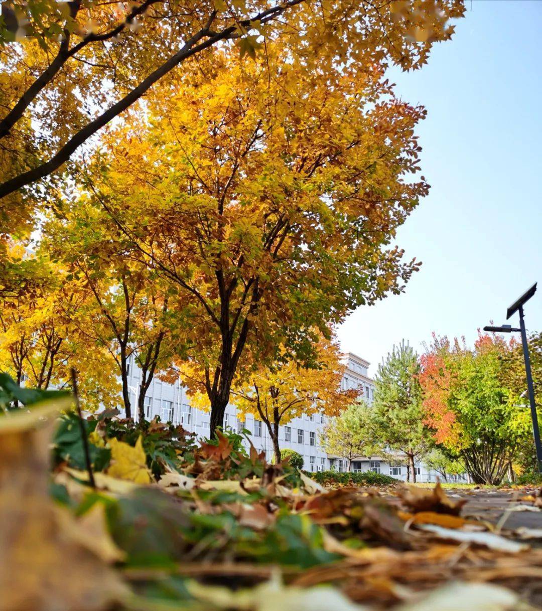 青少年一大波校园秋景美图来袭它们惊艳了整个秋天你最喜欢哪张