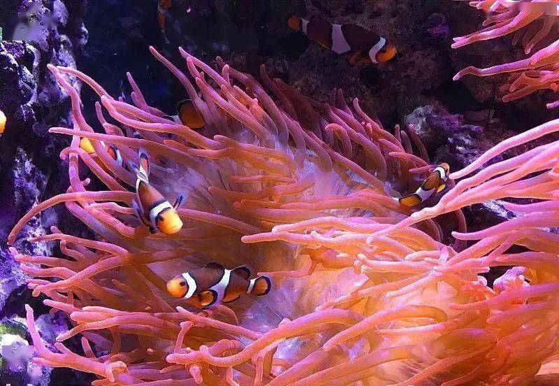 红珊瑚|不菲的千年灵物_手机搜狐网