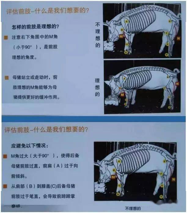 史上最详细的相母猪经后备母猪的体型外貌选择