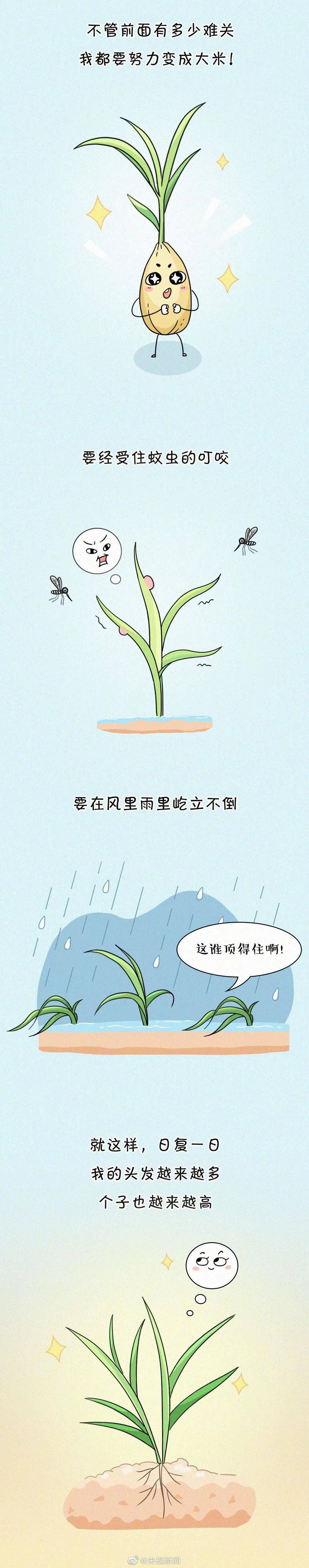 爱粮节粮|一粒米的故事