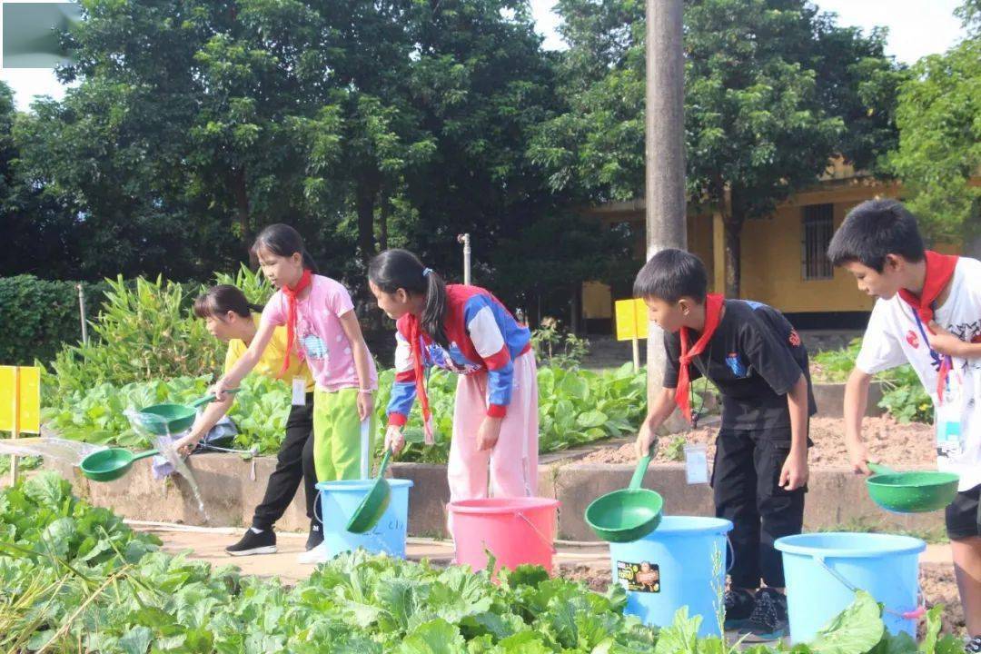 恩平各中小学校积极开展劳动教育学生体验劳动乐趣发现劳动之美