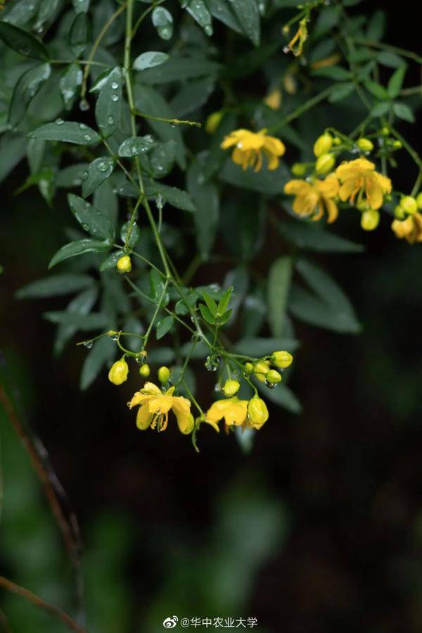 秋景|惊艳！高校官宣秋景来了，有你的母校吗？