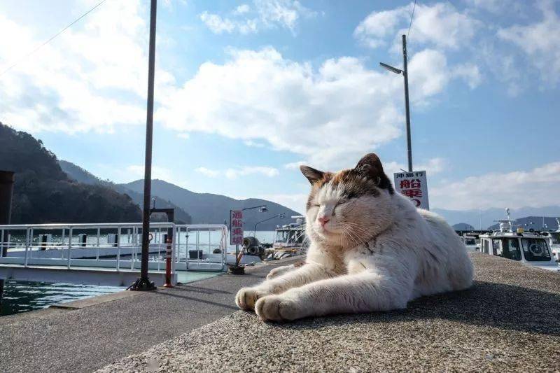 日本不只有猫岛想和小动物亲密接触这7个景点你不能不知道