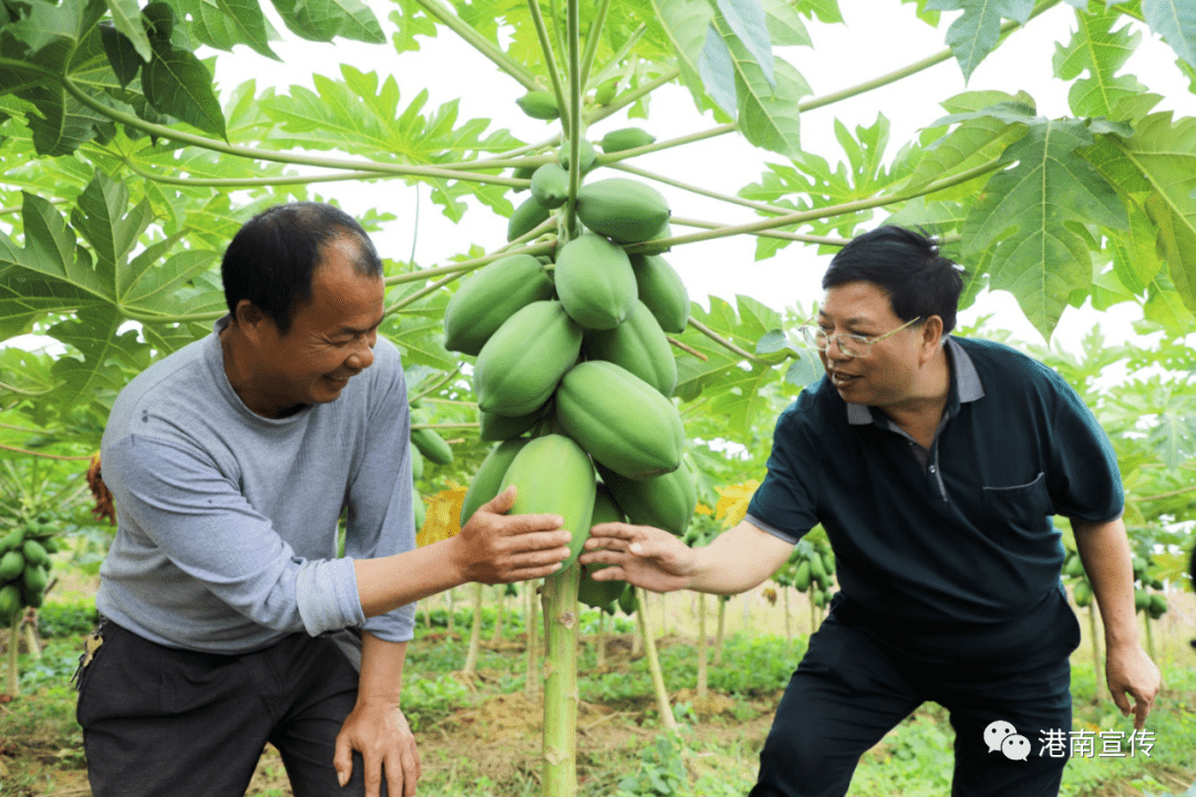 港南区大李村立足资源优势做优富硒文章