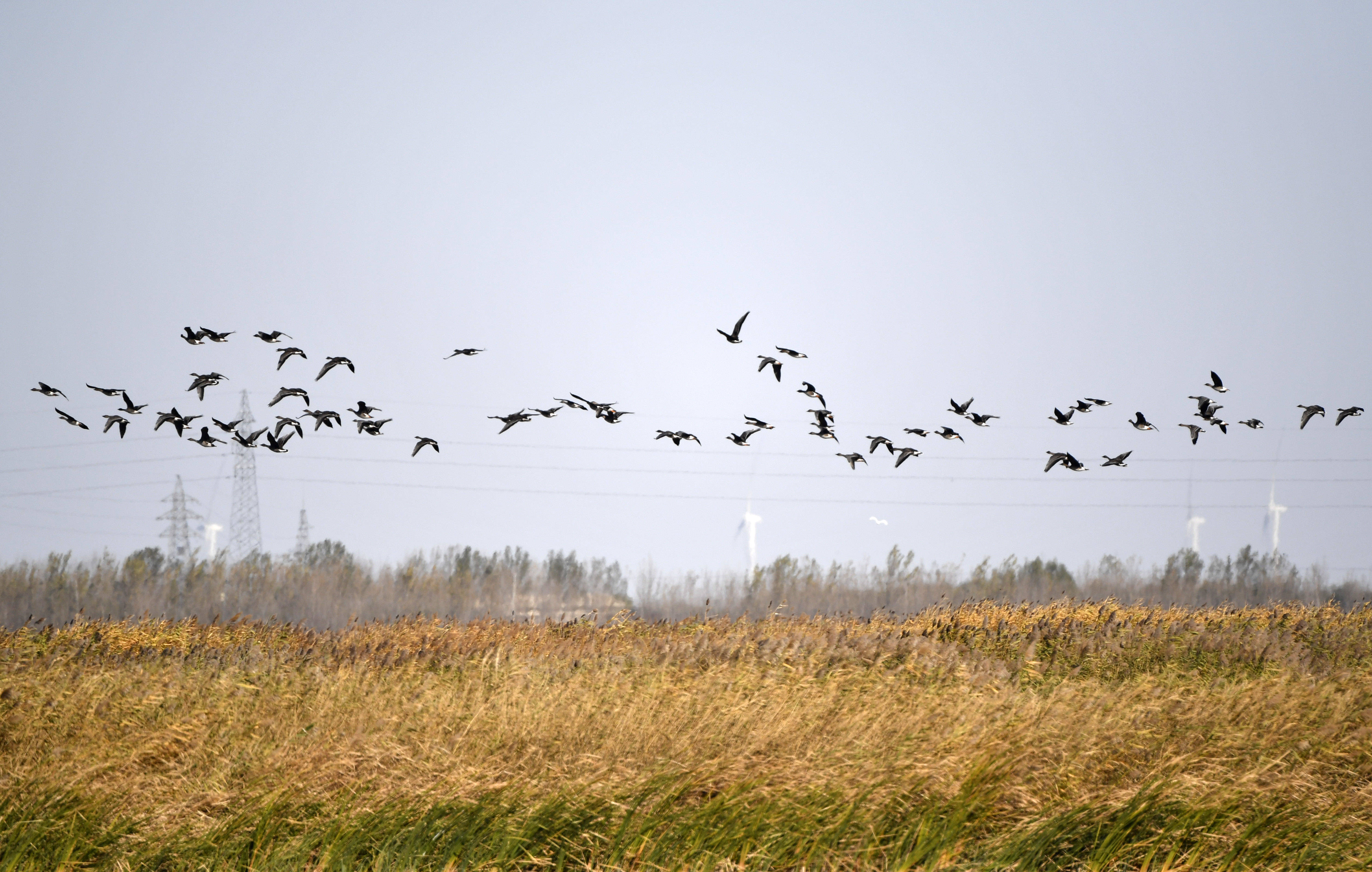 1 12 七里海湿地迎候鸟迁徙季 重新预览 退出全屏 1 12 热门图集