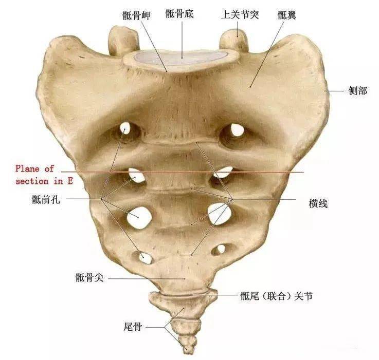 腰痛与骶髂关节相关_尾骨