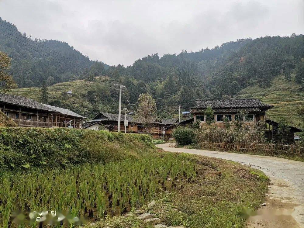 【穿越月亮山系列报道】榕江水尾水族乡:草珊瑚变身"摇钱树" 板蓝根