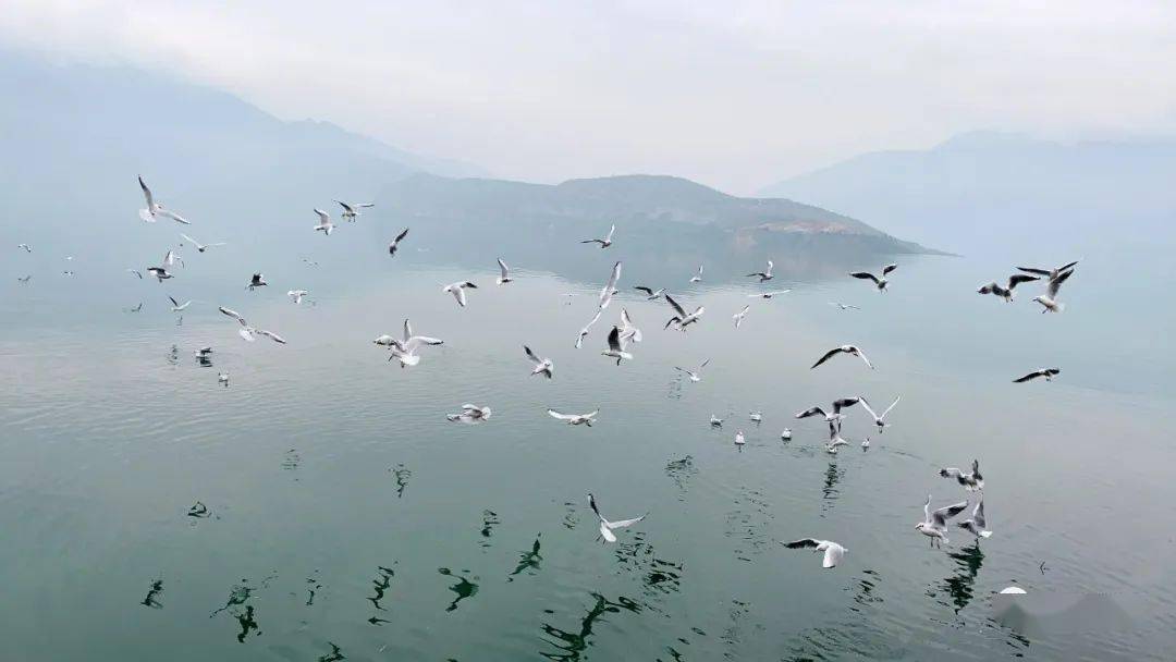 生态汉源快看汉源湖上飞来一群海鸥太壮观了
