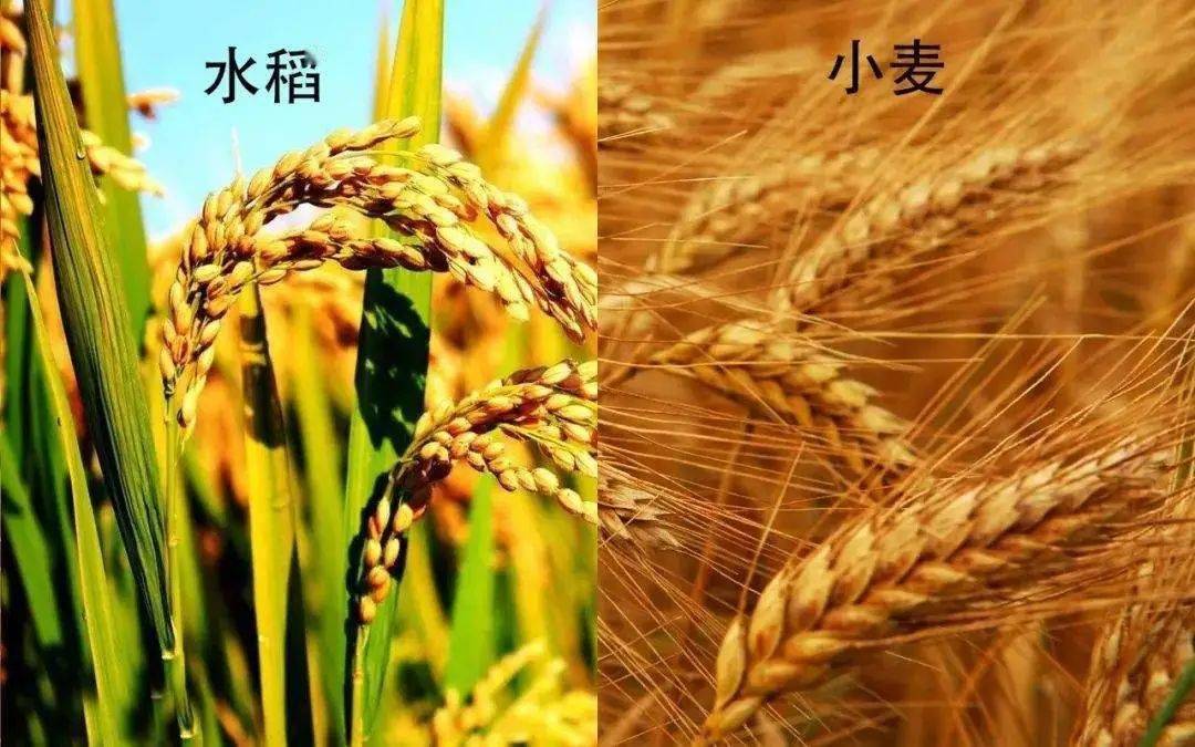 对于水稻和小麦的依赖刻在中国人的基因里,玉米这样的"异端"是无法