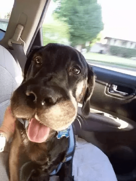 蜜蜂蛰了狗 ce0207893ba64a8da23bfeb015d8e733.png