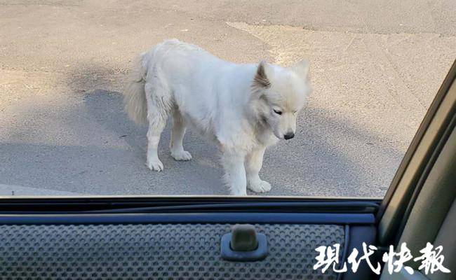 捡狗？偷狗？小伙叫屈：家里已有两条，何必再偷