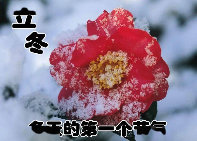 11月6日立冬最漂亮早上好动态表情图片大全,早晨好动图美图大全