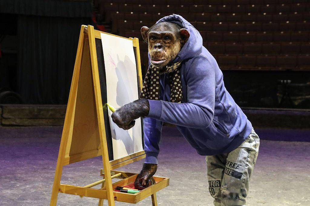 艺坛新星!俄罗斯黑猩猩现场作画 10岁绘画作品将赠与粉丝