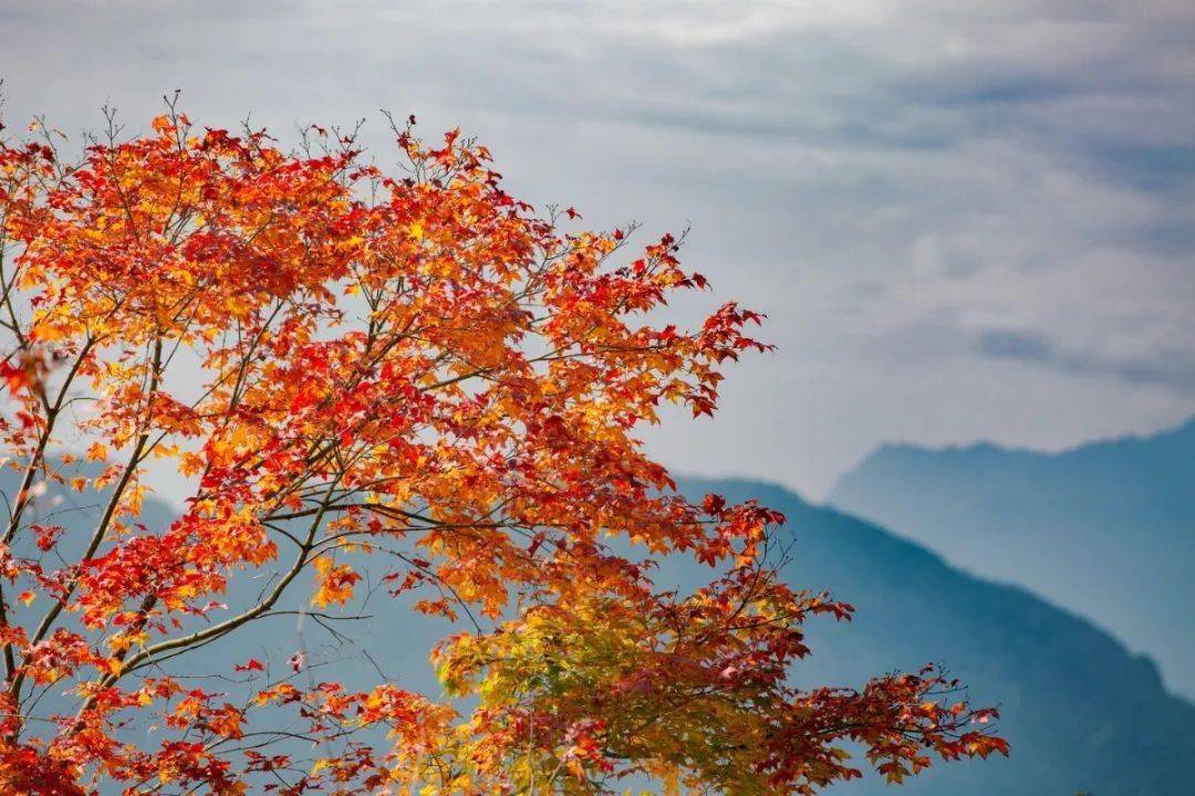 周边住宿:祥宇生态园,龙洞山庄,藏韵山水酒店,无舍山园,雪宝顶山庄等