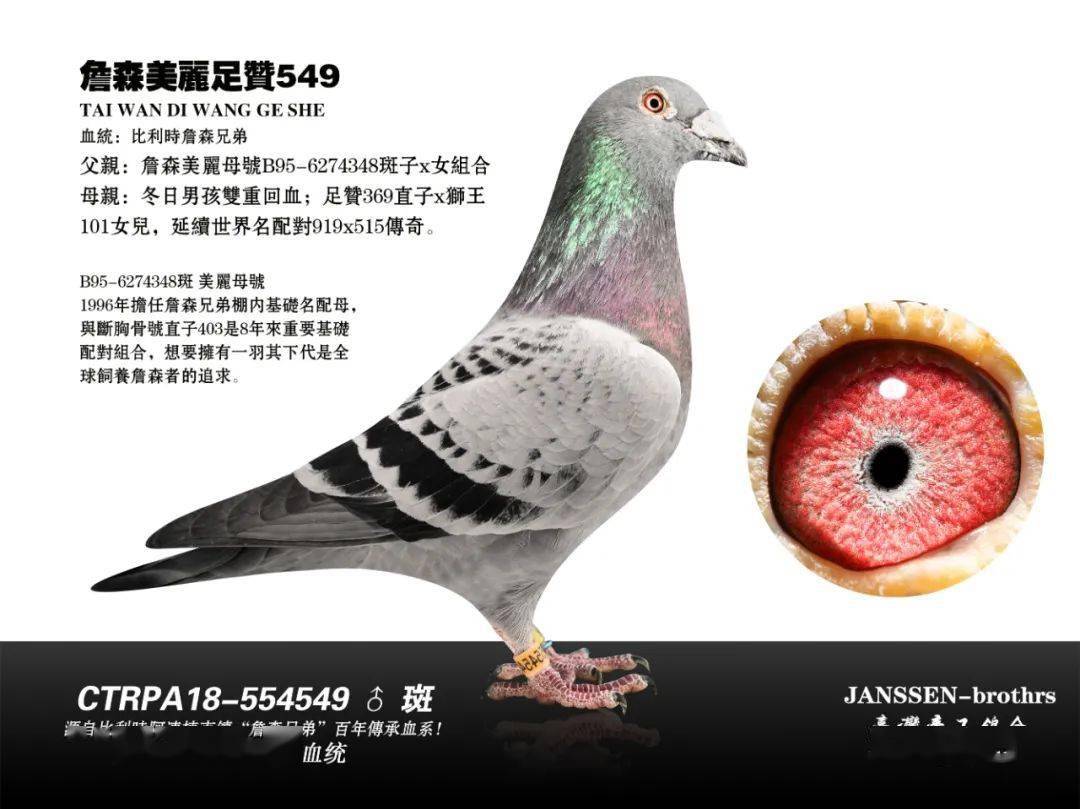 血统:百分百纯林波尔血统