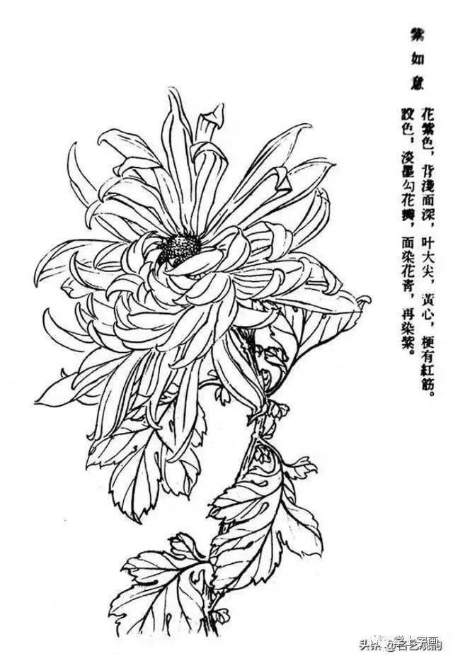 60种菊花工笔白描写生画法