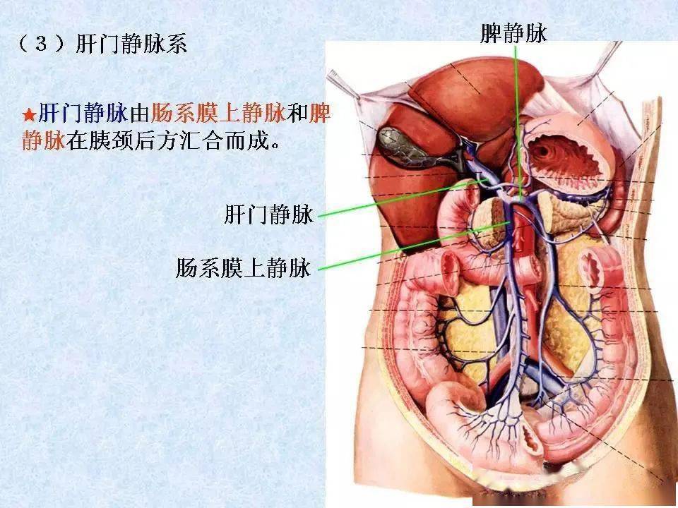 静脉-解剖图