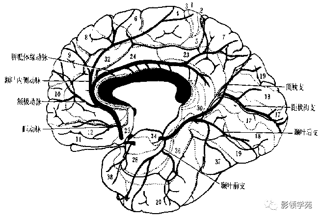 胼胝体缘动脉 - 胼胝体胼胝体动脉 - 胼胝体压部中央短动脉 - 胼胝体
