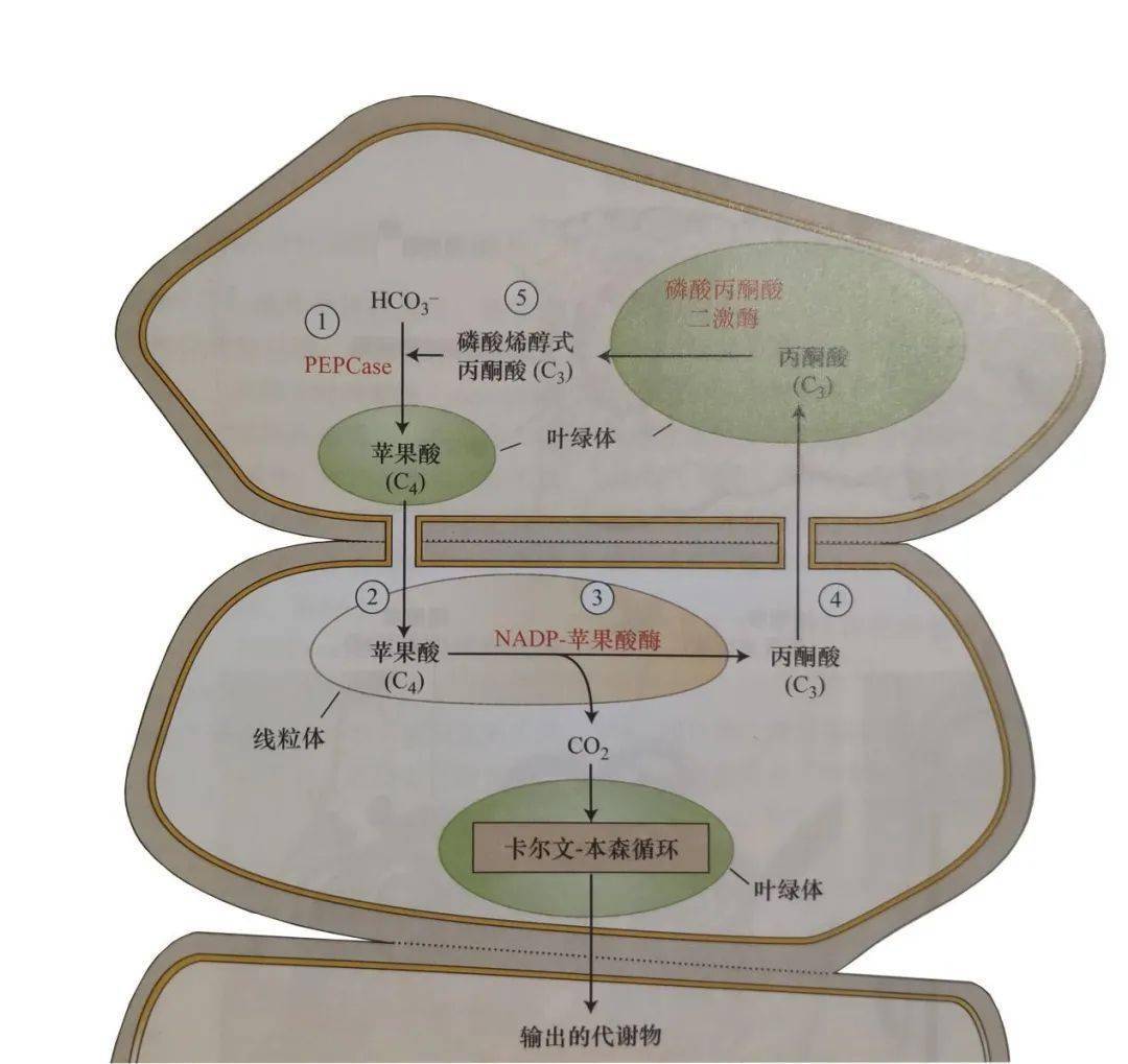 化反应,如下图: c4循环羧化反应中中间产物及最终代谢产物包括苹果酸