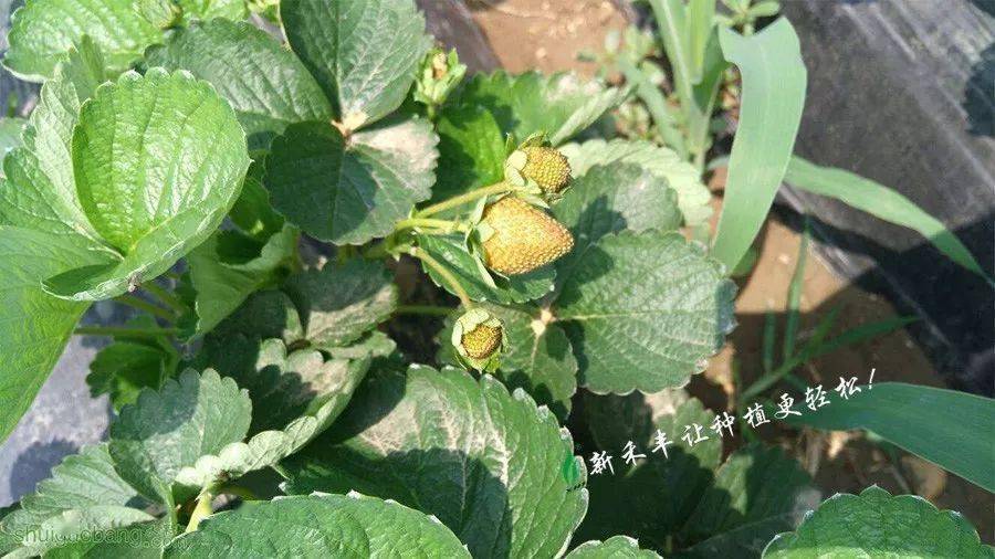 草莓蓟马来了,怎么办?_防治效果