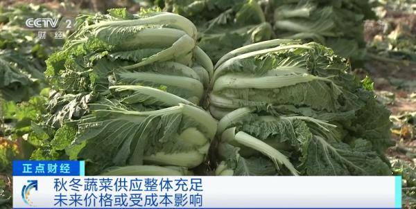 大白菜|连降10周！