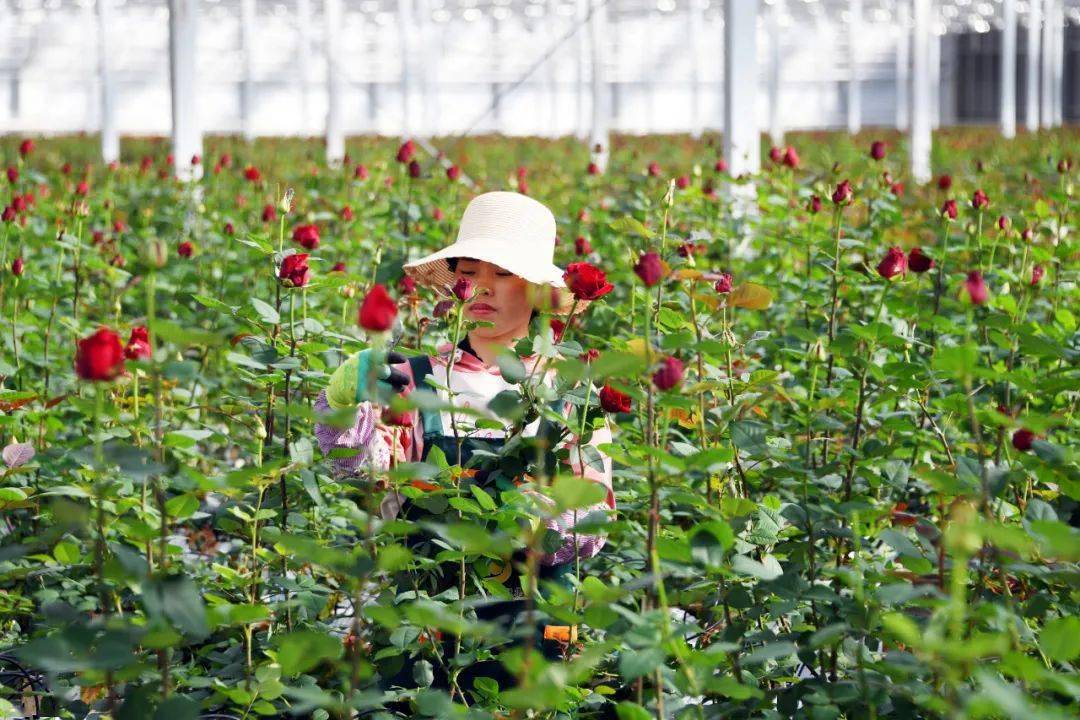 来!看看新区这片玫瑰花海