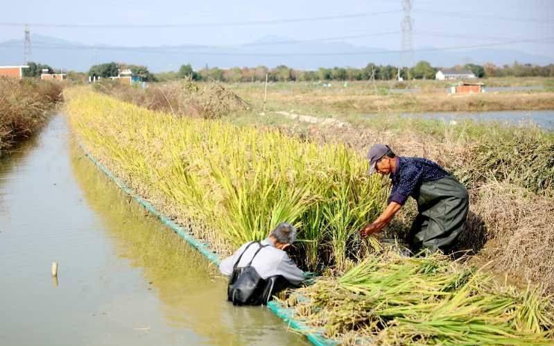 湖州泗安镇把水稻种在水上 产量稳定且能净化养殖尾水