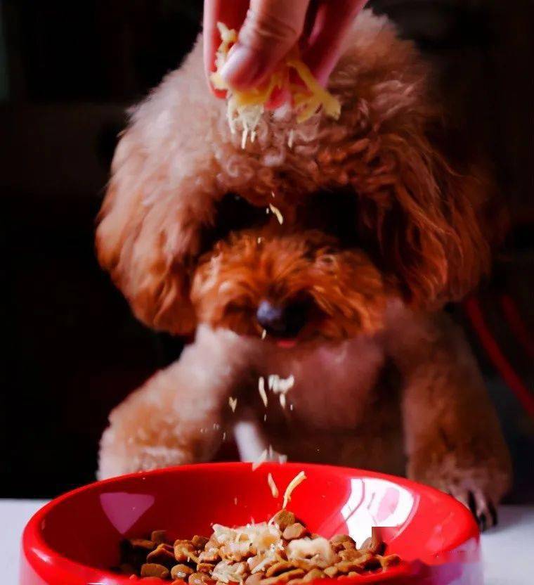 泰迪挑食怎么办