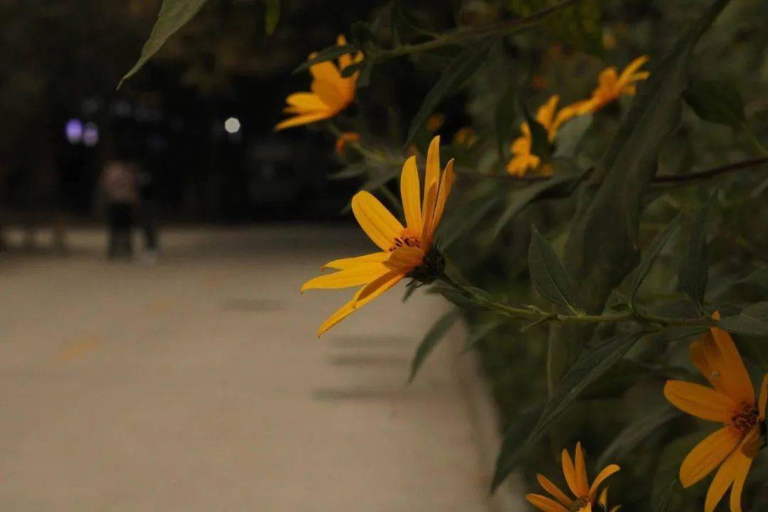 晚秋的意思是什么 51aa5507914e43ed87f75a3215853958.jpeg