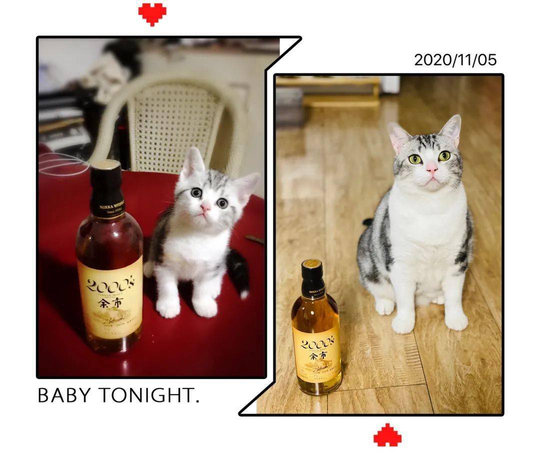 获得享威猫咪摄影大赛优胜的是