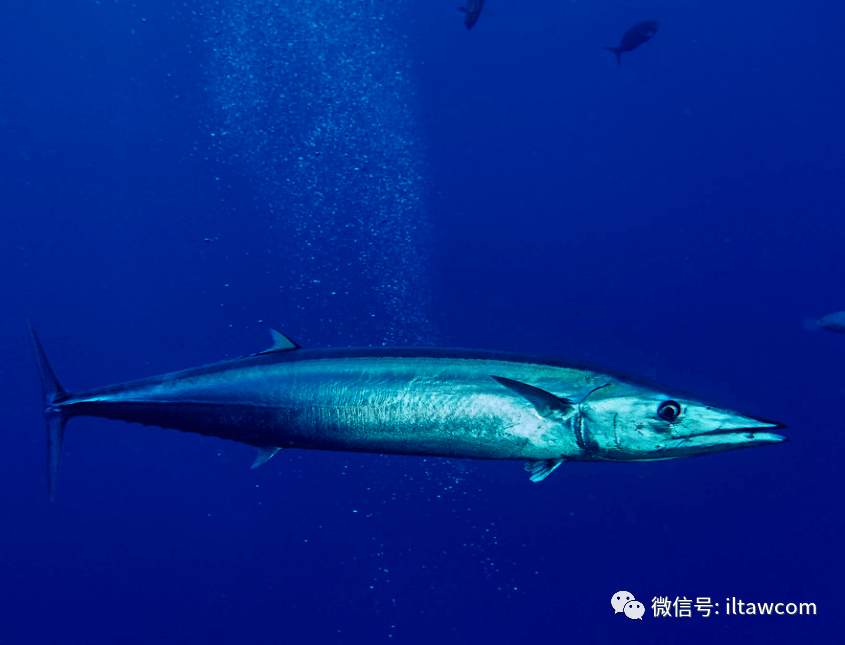 物种图册沙氏刺鲅