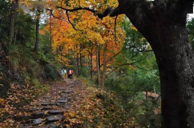 【中青户外 周三徒步】11月18日 天台南黄古道最美枫叶梯田环线一日