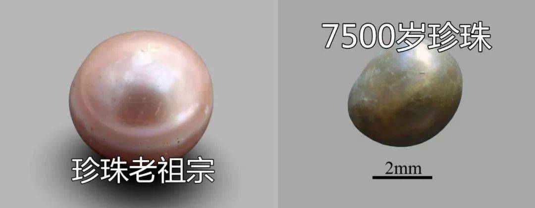 波斯|史上最“老”珍珠曝光!8000年了,还光泽如新?这都是因为...