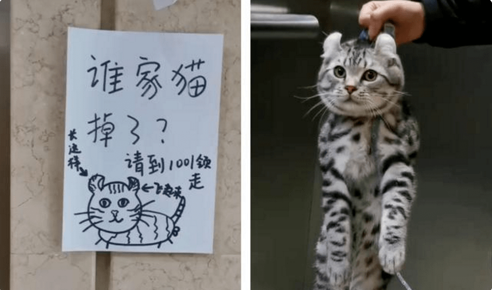 猫丢了后,出现了"灵魂画手,其中的秘密只有主人明白