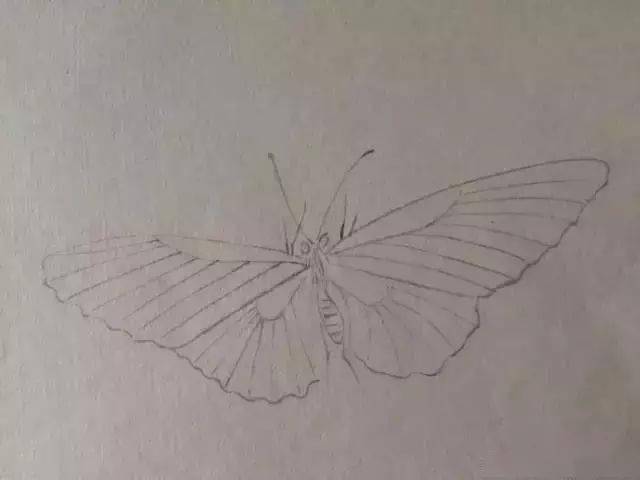 国画技法:一学就会画工笔蝴蝶