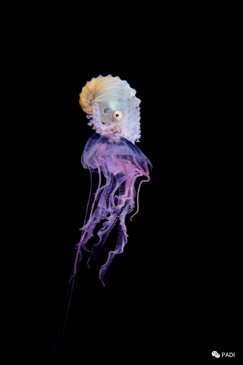 5e0f21c4365a4e5ab160c6f569b34aa9.png