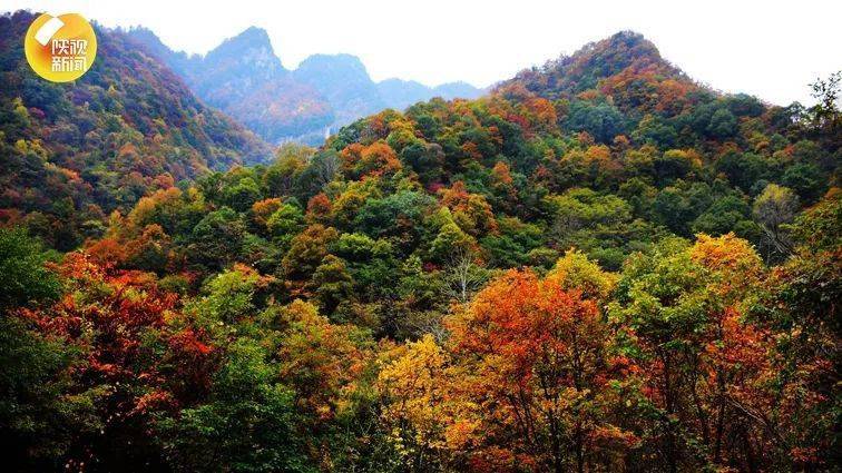 目前,"祖脉秦岭"范围内的森林公园已达50多处,牛背梁,太白山,楼观台