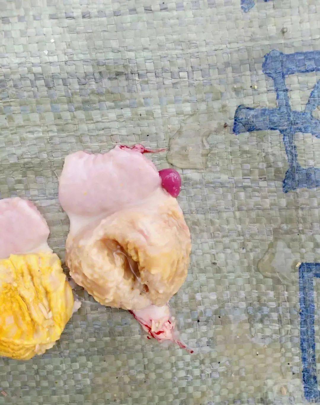 秋冬,鸡群呼吸道疾病多发!如何防控?