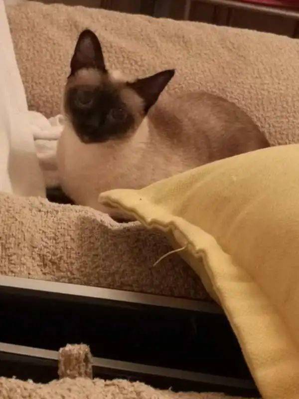 小猫如何辨别是不是好猫 f8155a4a93cf48eb8b3fd7c10db45856.jpeg