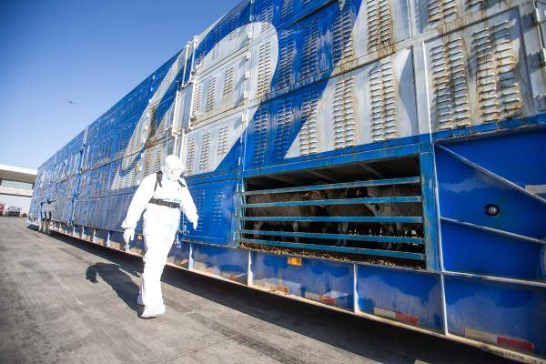 首批|3万只蒙古国捐赠羊，齐了！