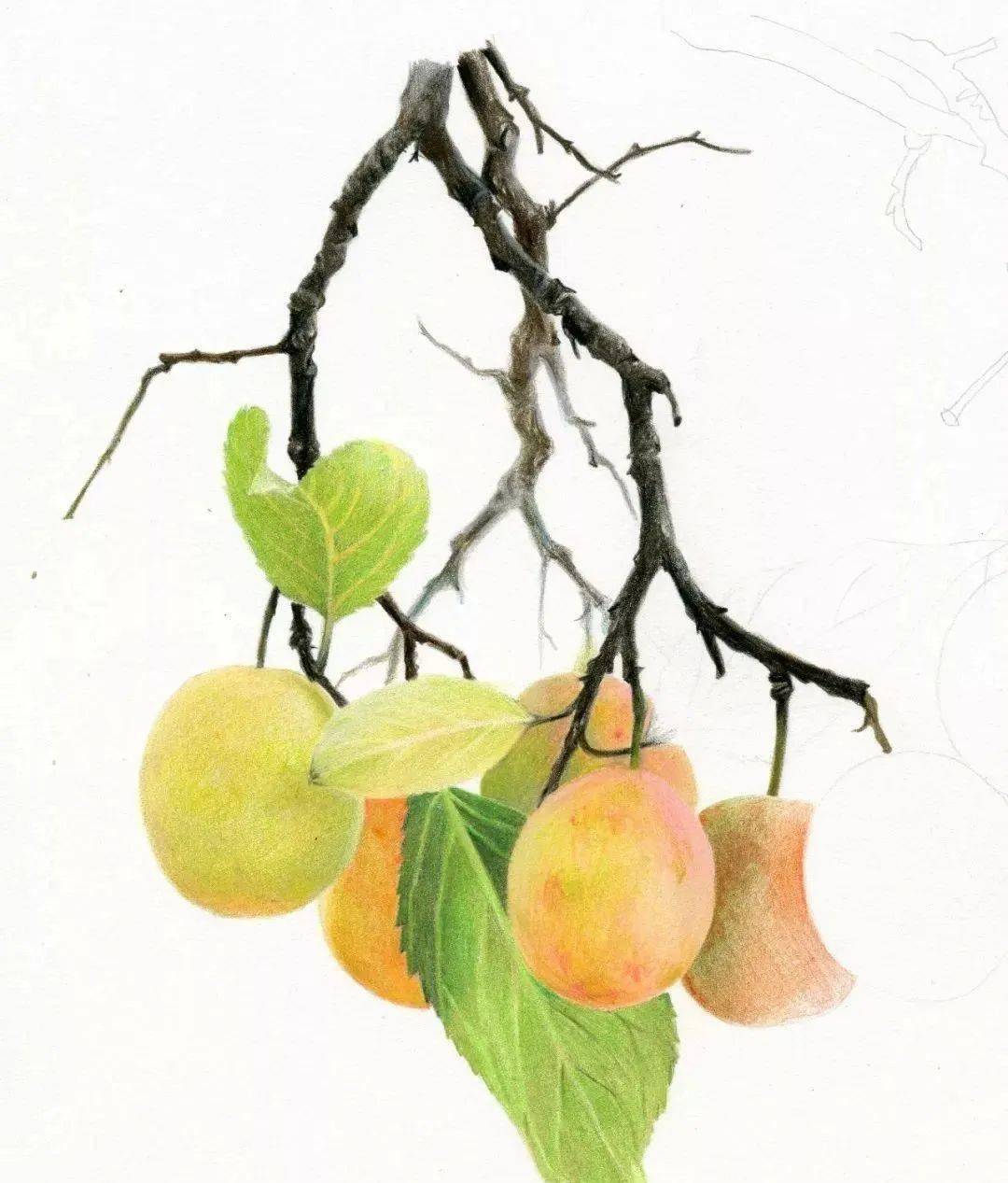 彩铅教程:枝头上的黄杏