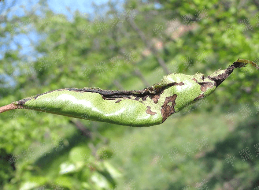 梨园主要害虫的诊断与防治实用技术梨星毛虫