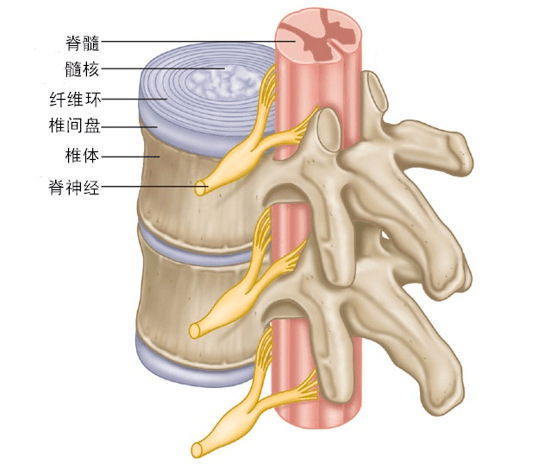 腰椎和椎间盘的解剖学结构